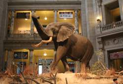 National Museum of Natural History
