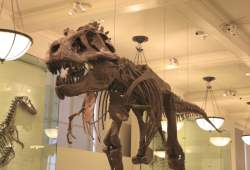 American Museum of Natural History