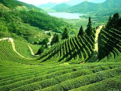 Top 3 Tea Gardens of India
